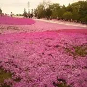 値下×プロフ参照　harusakaの画像