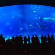 たまごの画像