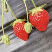 鈴村の画像