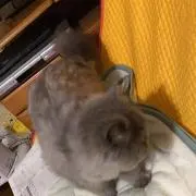CHUの画像