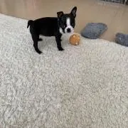 tippiの画像