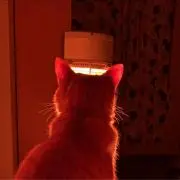 シバイヌイヌの画像