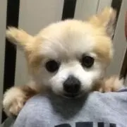 mab33の画像