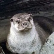 カズやんの画像