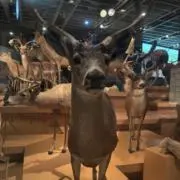 こんの画像