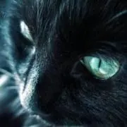 かつどおん