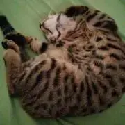すだちの画像