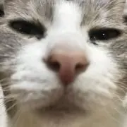 たか