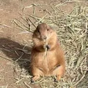 mekkomaruの画像