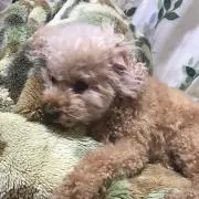マメの画像