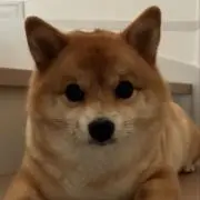 ゆず丸の画像