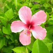manaの画像