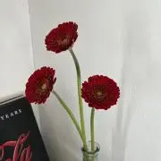 magoの画像