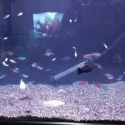 涼
