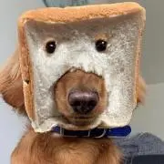 Iz