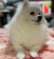 SAKUmamaの画像