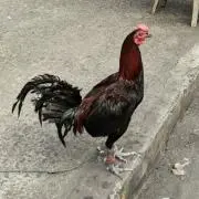 キヌガサ