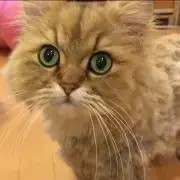 ナツデンの画像