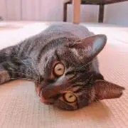 NoNa クラの画像