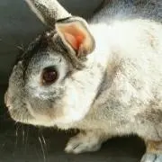 カシ