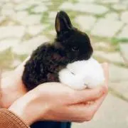 しほの画像