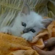 まるちゃんの画像