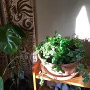 ベキコ