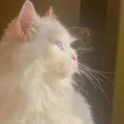 ♡の画像