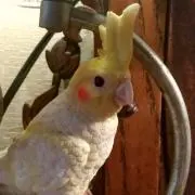 みきの画像