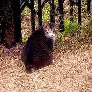おもち