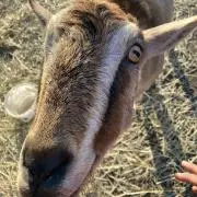 うにぼしの画像