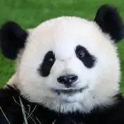 熊猫☆*°プロフ必読