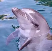 カイル