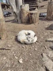 ツネ子の画像