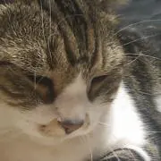 えびじろうの画像