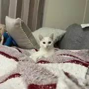 めぇ♡の画像