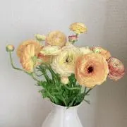 Lotta※プロフ必読の画像