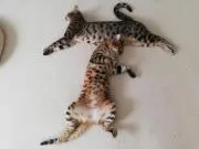 うに