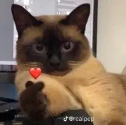 キキのママ