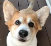 こはまま
