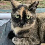 サビ猫
