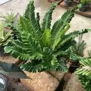 KSの画像