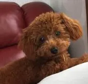 チョコ♡