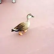 ワカドリの画像