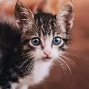 はちみつプー
