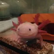 うぱけろ