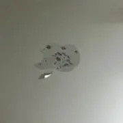 ネコの画像