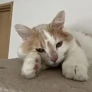 アネラhomeの画像
