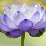 紫の画像