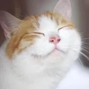 もっちり猫太郎の画像